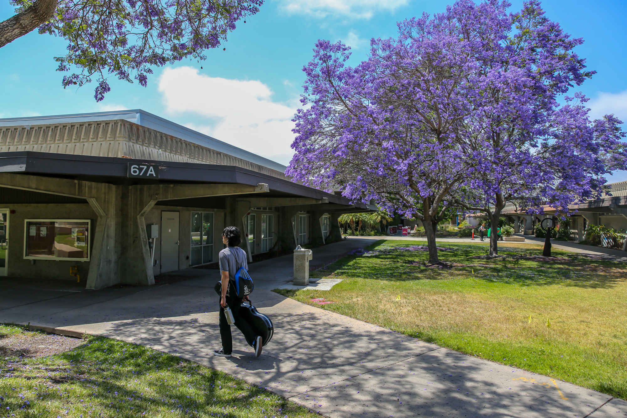 A student walks through the Chula Vista campus with a jacaranda in bloom.